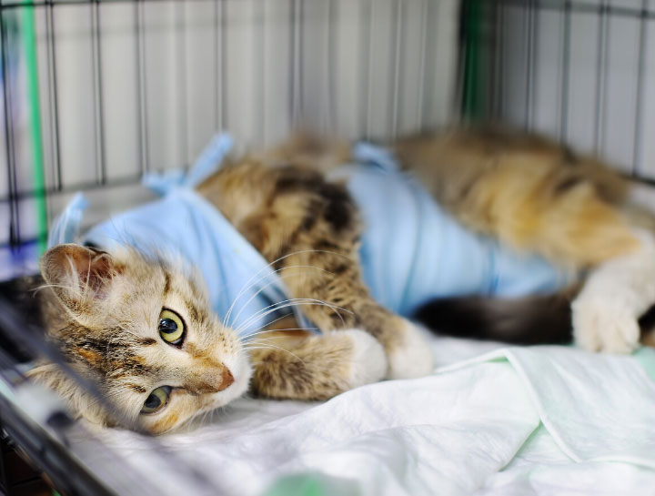Laser Surgery for Pets
