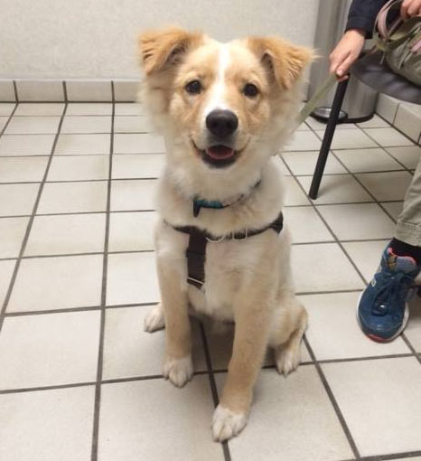 College Park Dog Veterinary Appointment
