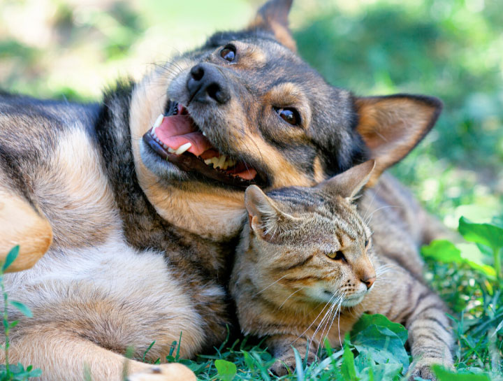 College Park Cat and Dog Exams