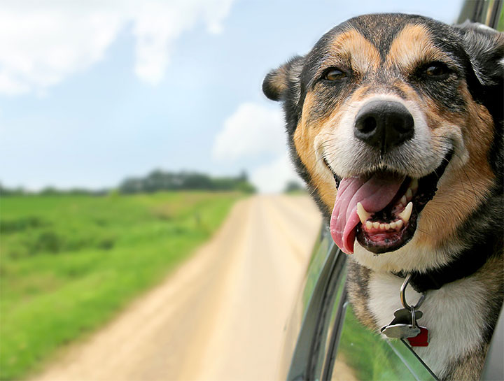 College Park Pet Dentists