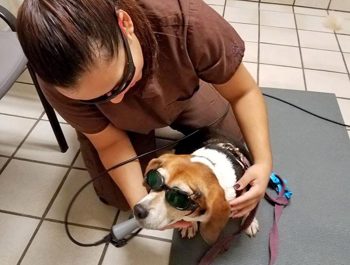 Laser Therapy for Dogs